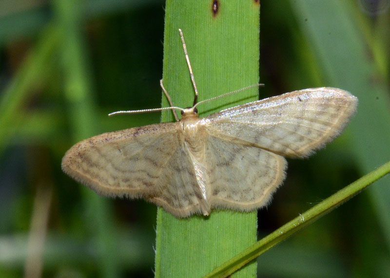 4 Geometridi di genere Idaea in esame